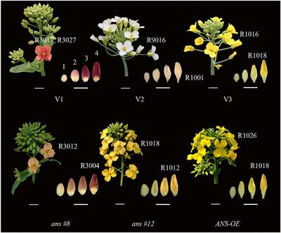 BnaA03.ANS Identified by Metabolomics and RNA-seq Partly Played Irreplaceable Role in Pigmentation of Red Rapeseed (Brassica napus) Petal